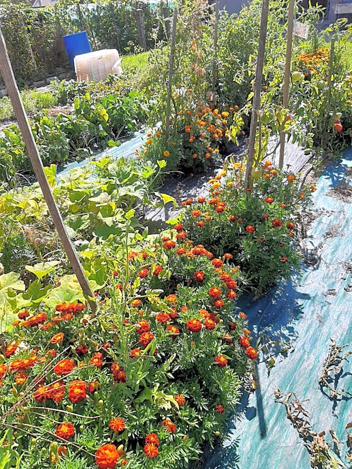 La Coutrotte Becquine