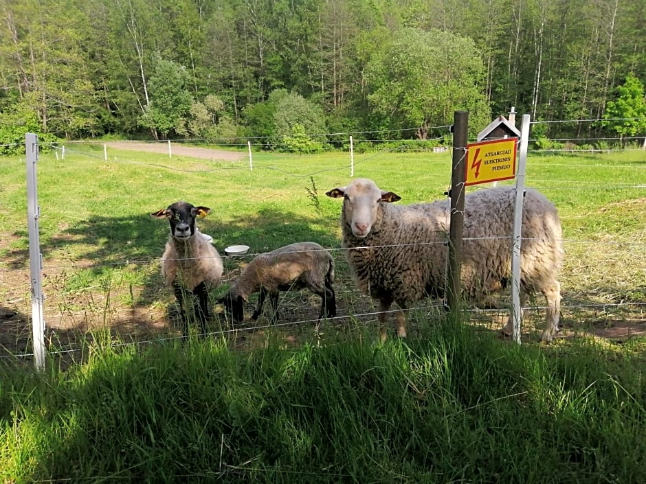 Poilsio kampelis Zarasuose