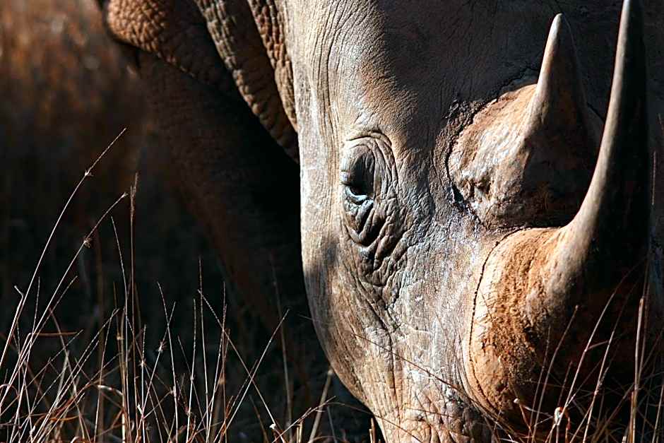 Leopard Mountain Safari Lodge