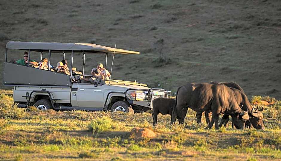 Addo Elephant Safari Lodge - Bellevue Forest Reserve