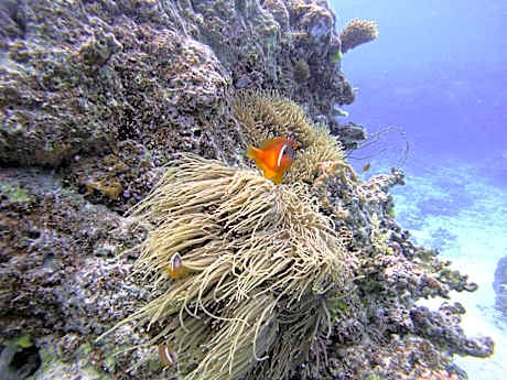 Ratu Kini Backpackers and Dive Resort