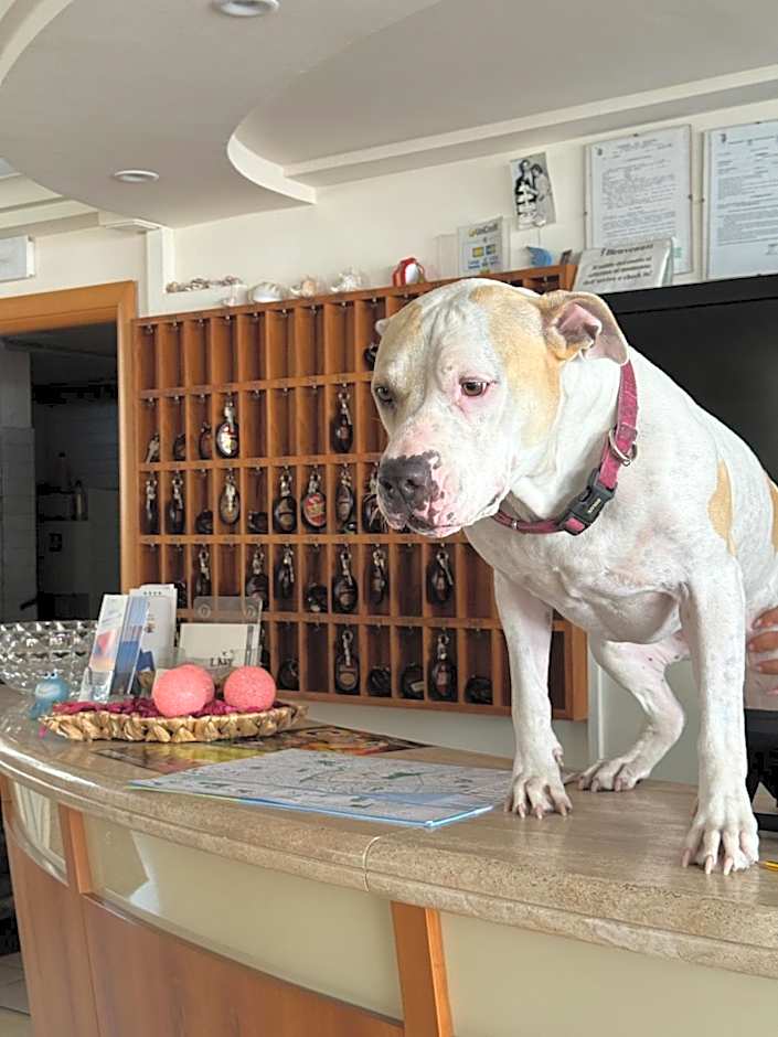 Hotel Rondinella e Viola