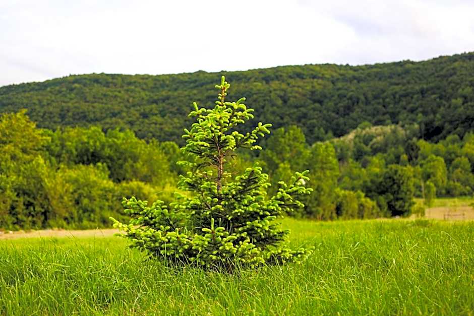 Rooms & Glamping Lana Haus