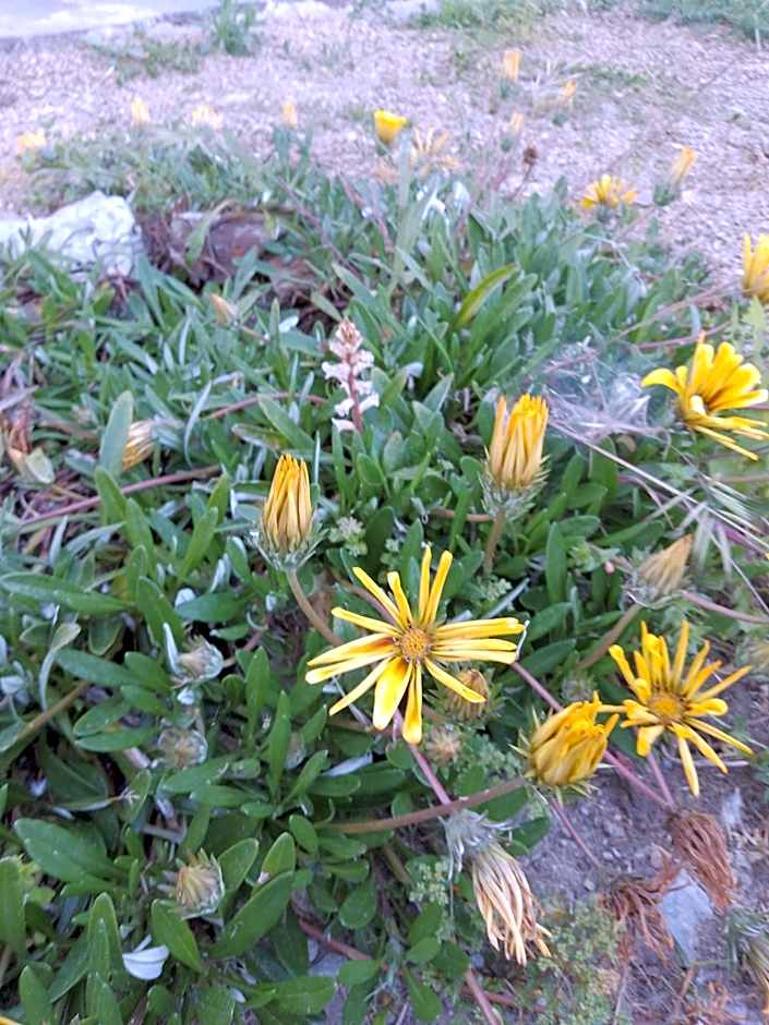 Lispusada Agriturismo Adults Only