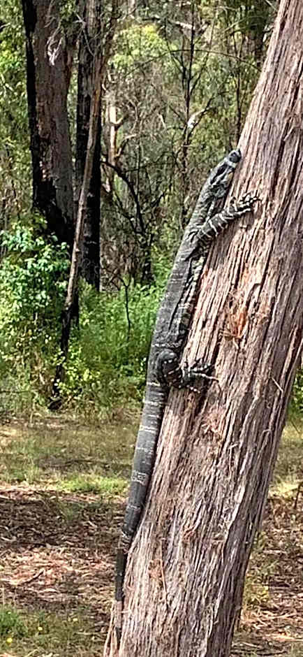 Mallacoota's Shady Gully Caravan Park