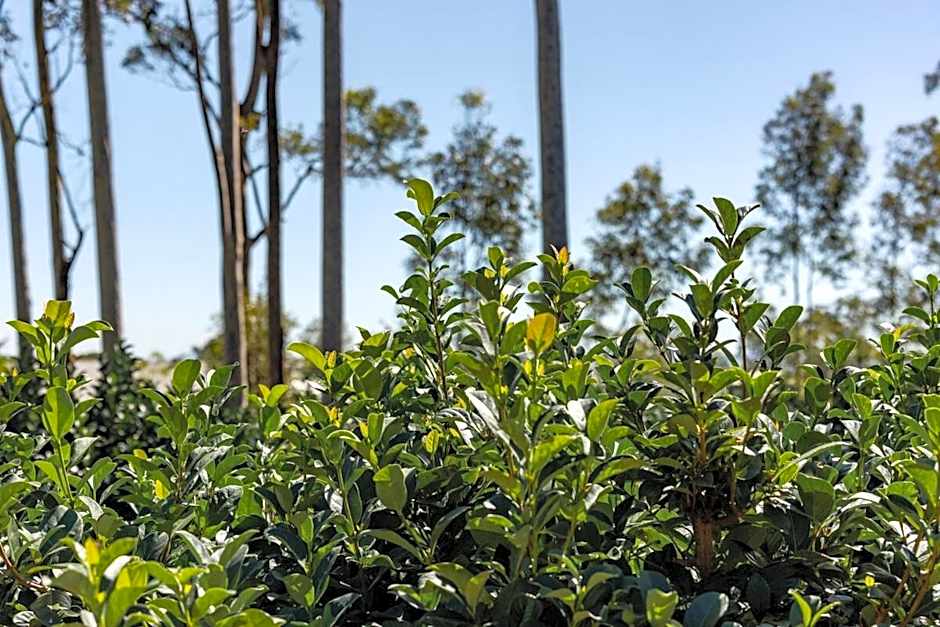 Mala Retreat Chardonnay Studio Immaculate and Comfortable