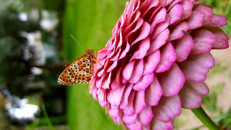 Giardino Dei Suoni B&B