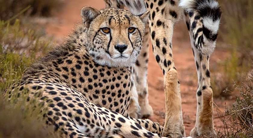 HillsNek Safari Camp