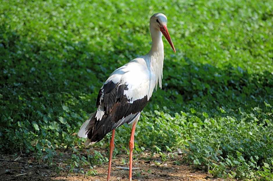 Pannonia Tower Hotel