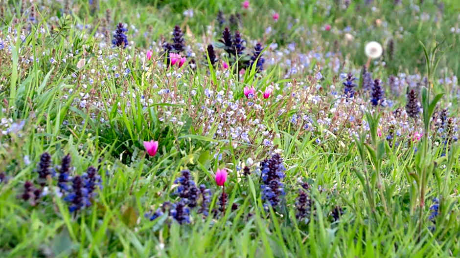 Apartments Villa Venera