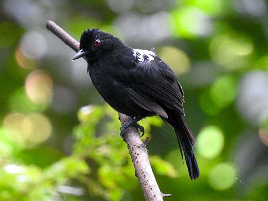 Aruá Observação de aves e natureza