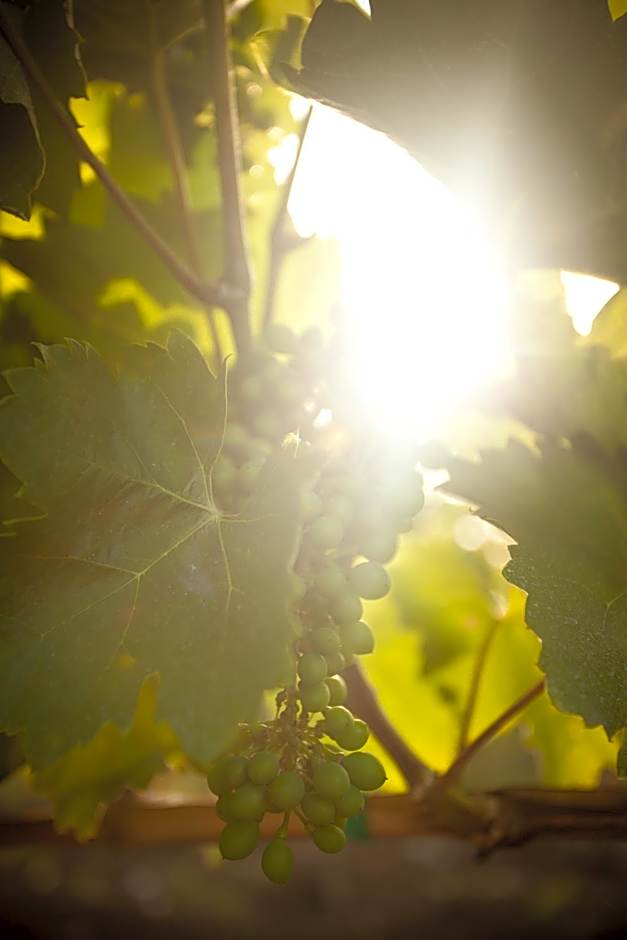 Angyal Borászat és Panzió