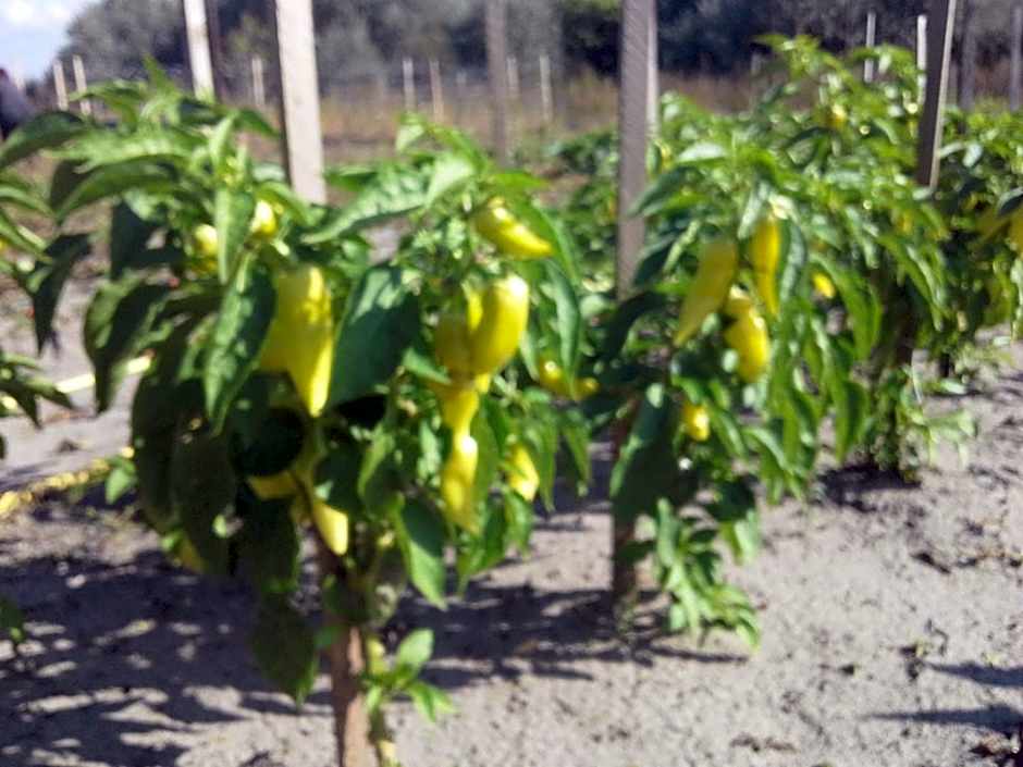 Tornácos Tanya Vendégház*** és Gasztroporta