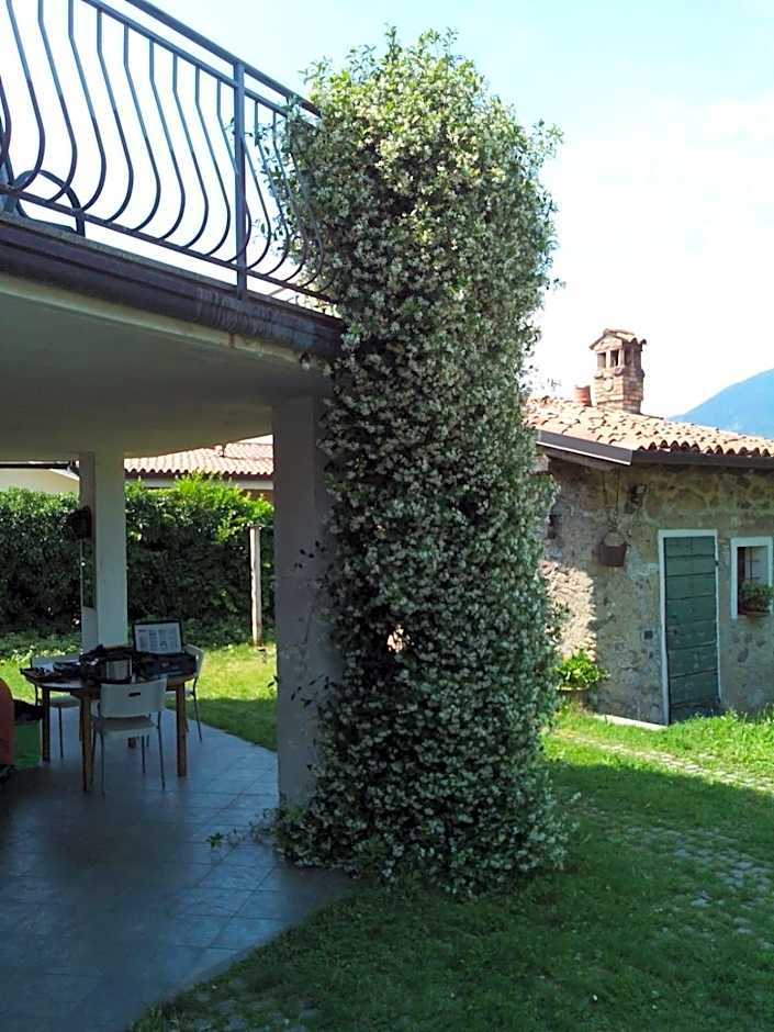 Il Gelsomino
