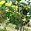 B&B Villino Margherita