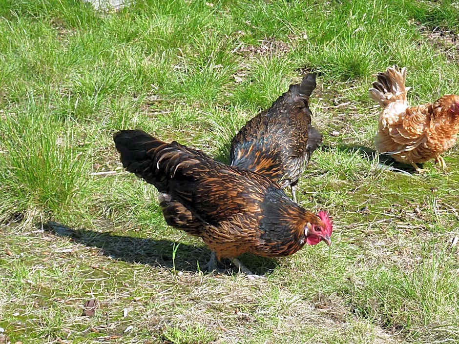 Bed & Breakfast De Koegang