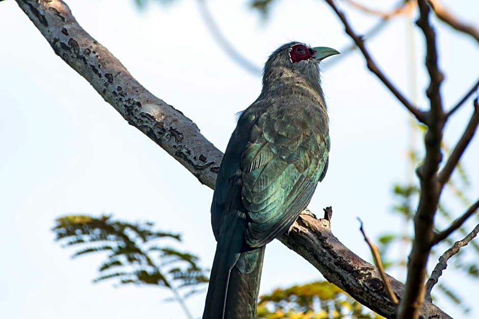 Coconut Lane Bangkok