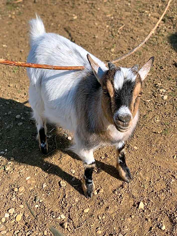 L’allée des peupliers