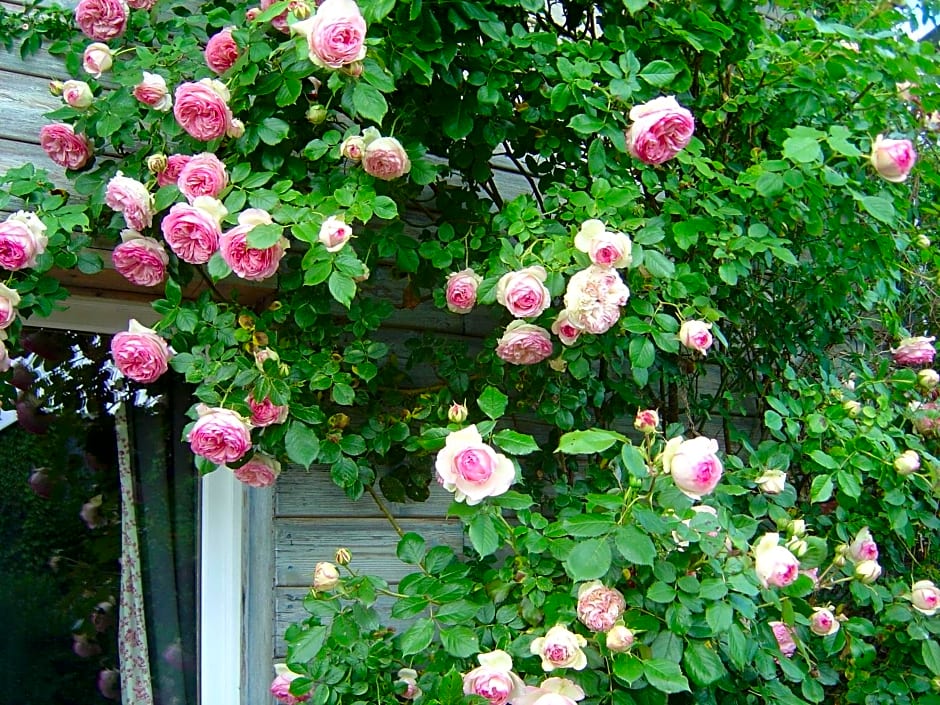 Les Petits Matins Bleus - Chambres d'hôtes "Les Pommiers"