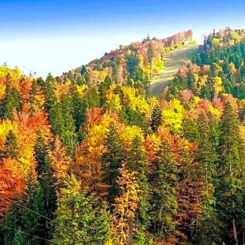 Restaurant Casa Nicolenco Azuga by Genco