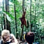 ORANGUTANTREKSUMATRA & LOVELY JUNGLE LODGE only book IF you are treking with us