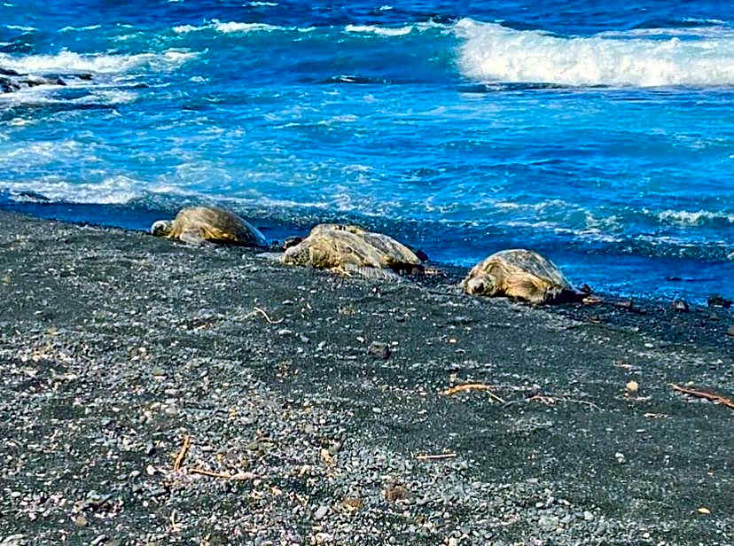 Beachfront 1 Bedroom Condo with Private Beach, Pool, Hot Tub