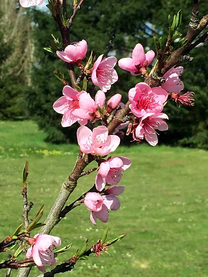 Les Colonnes De Chanteloup