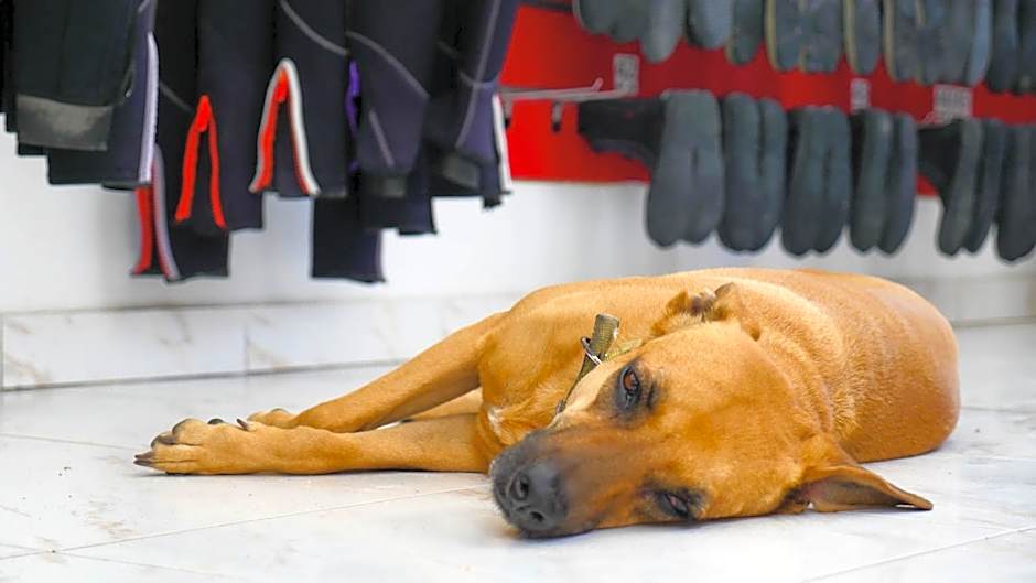 My Hostel in Dahab - Dive center