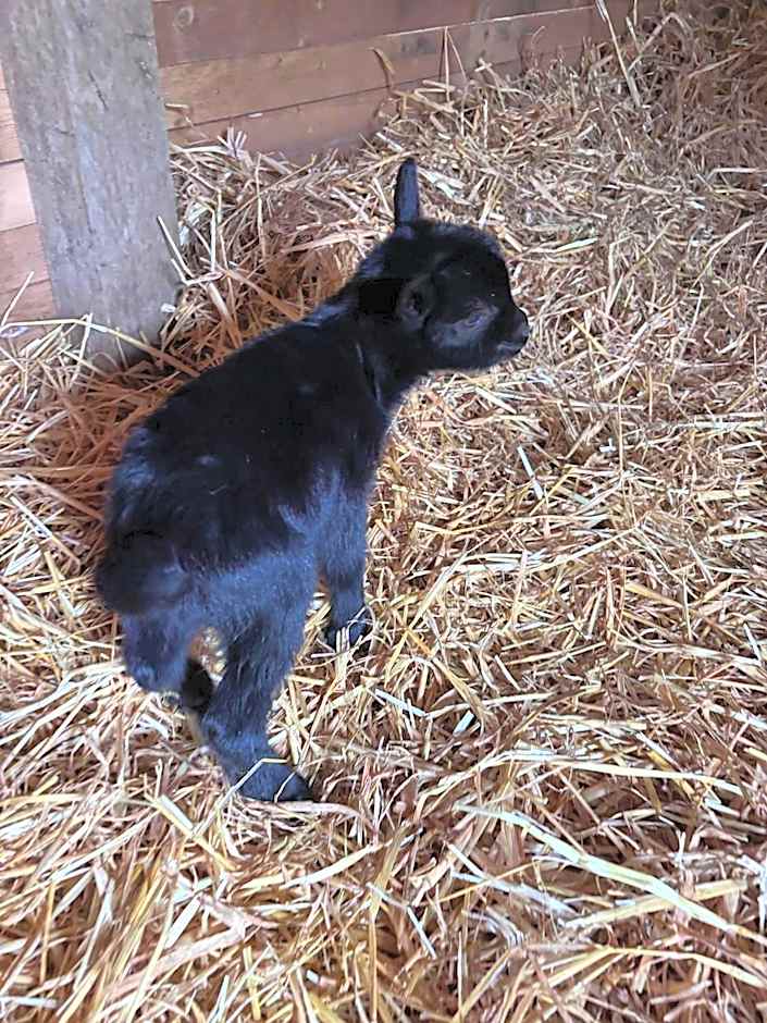 Agriturismo B&B La Cerasa