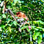 Borneo Jungle Adventure
