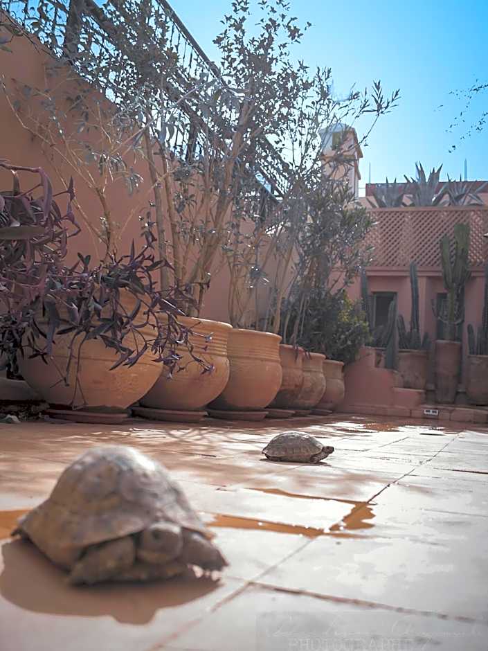 Riad Dar Habiba by Garden Wonders