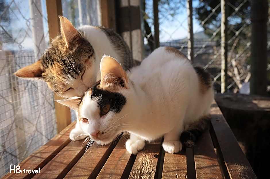 Seeking-Alishan Sunrise