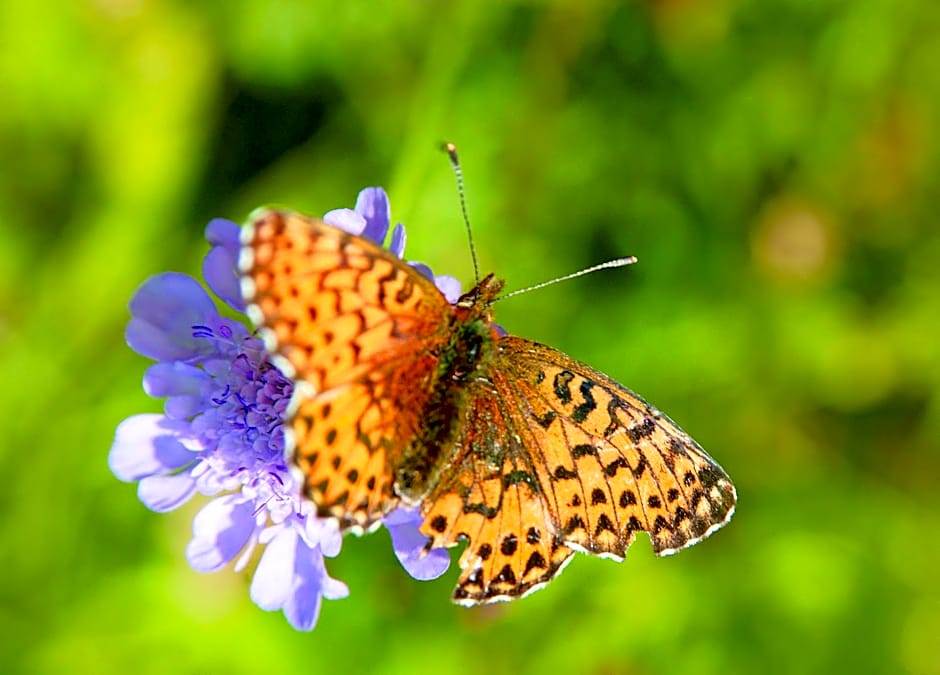 Hotel Tschurtschenthaler