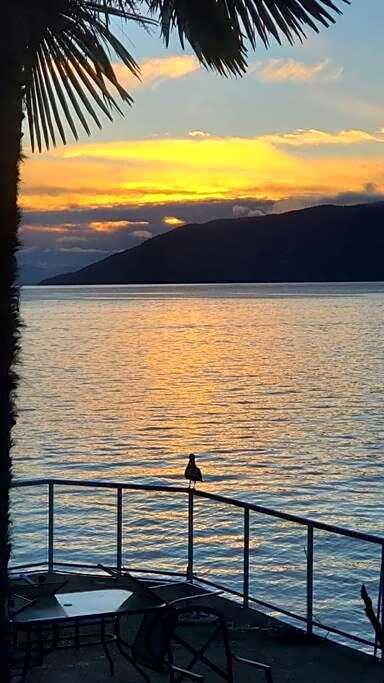 Dream House -Water Lily