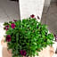 Rispescia Casa Vacanze Grosseto