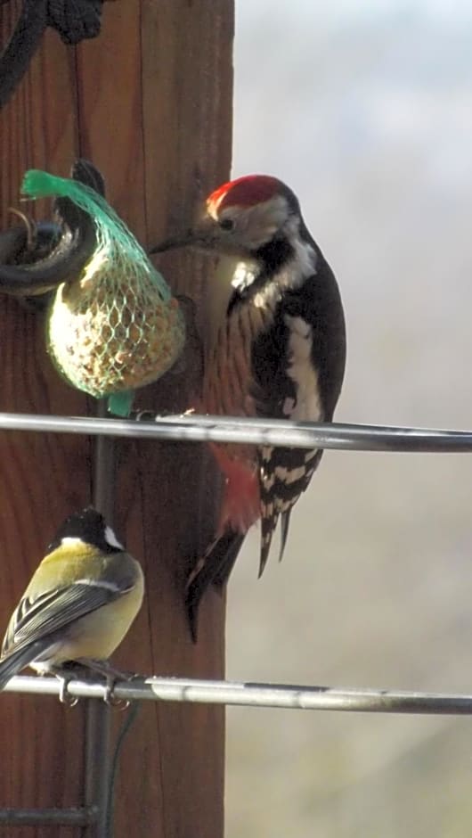 Chambres d'Hôtes Le Foursou