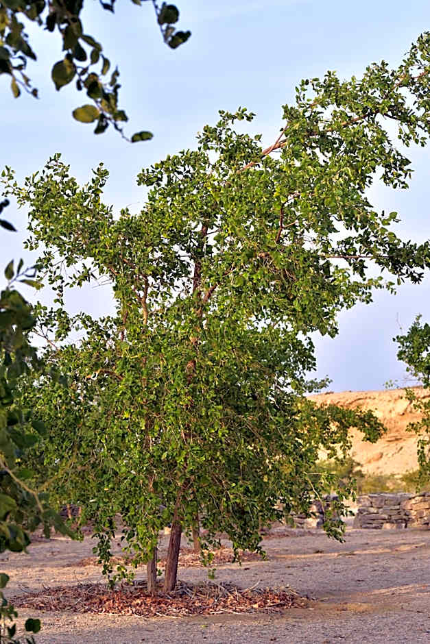 Wadi Sabarah Lodge