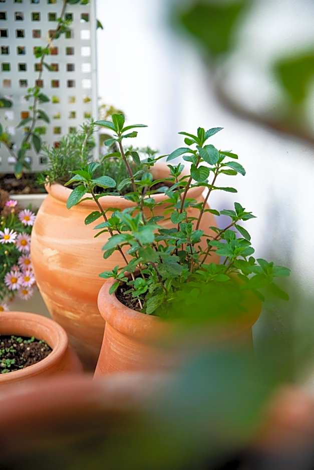 Domu Qirat - Authentic Rooms & Terraces