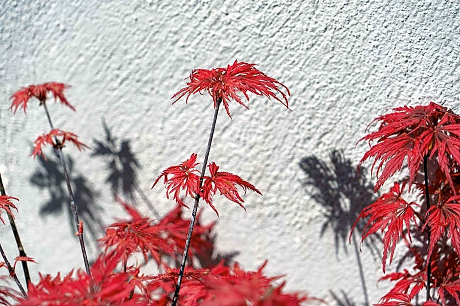 Edem Luxury Apartments