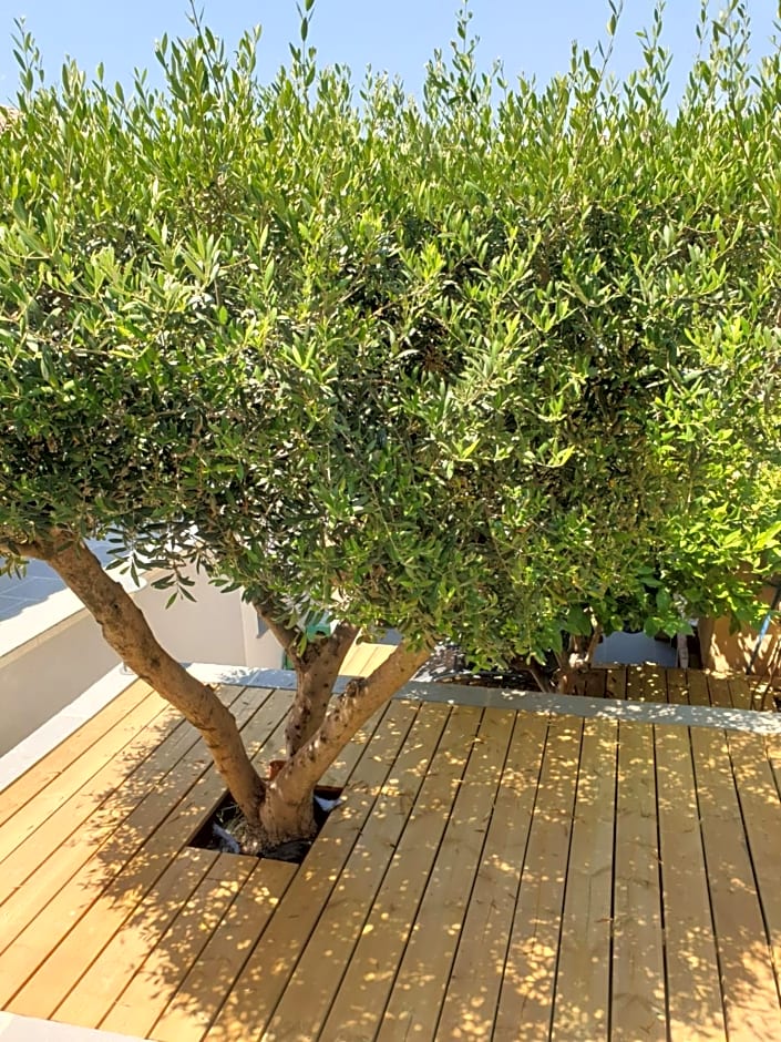 Les terrasses des Anthenors