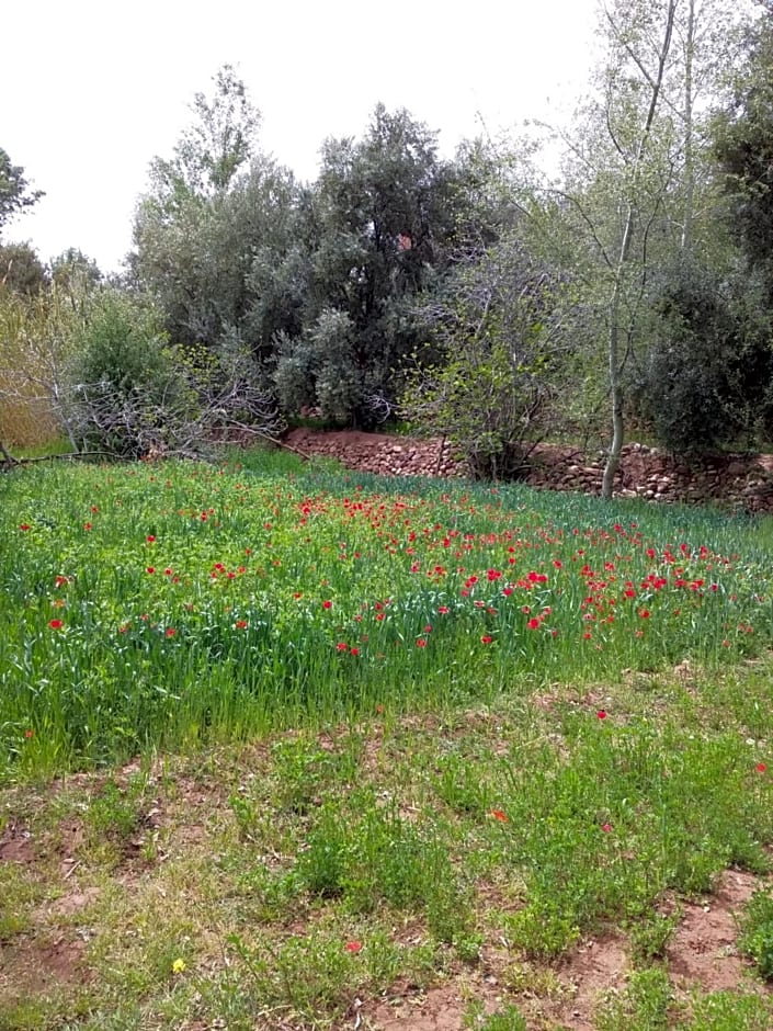 Maison D'hote Amazir DADES