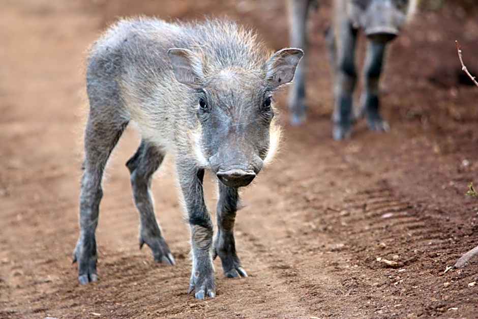 Leopard Mountain Safari Lodge