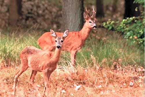 Knus vrijstaand boshuisje op de Hoge Veluwe