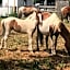 Chincoteague Inn