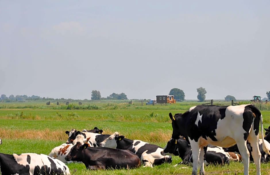 Your nice waggon at the Cow's Paradise