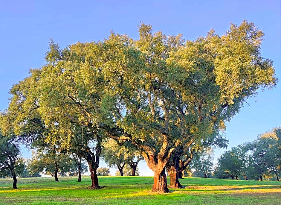 Herdade de Santo Isidro - Casa da Meada