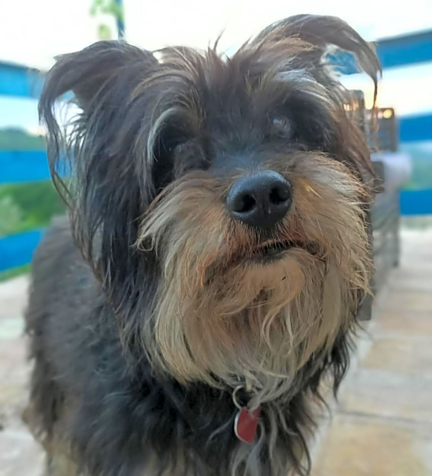 La casa dalle finestre blu