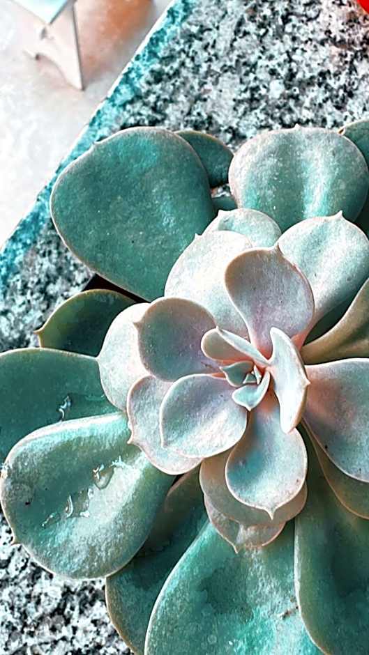 Village Potira - The Guest House