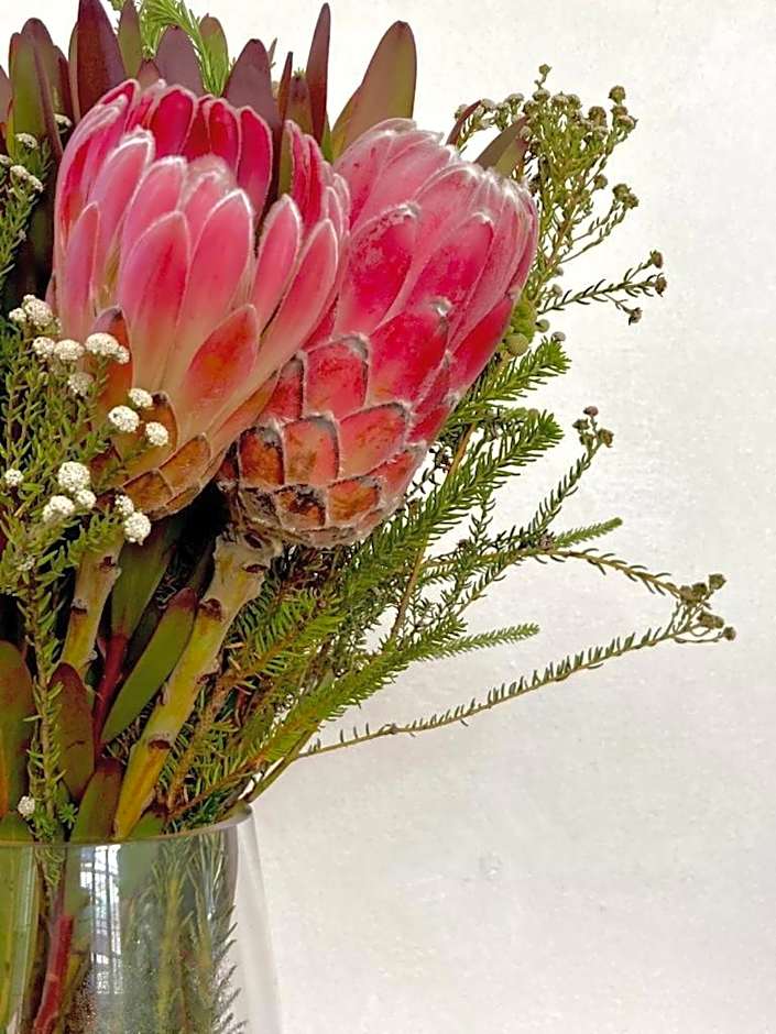 Bosky Dell on Boulders Beach