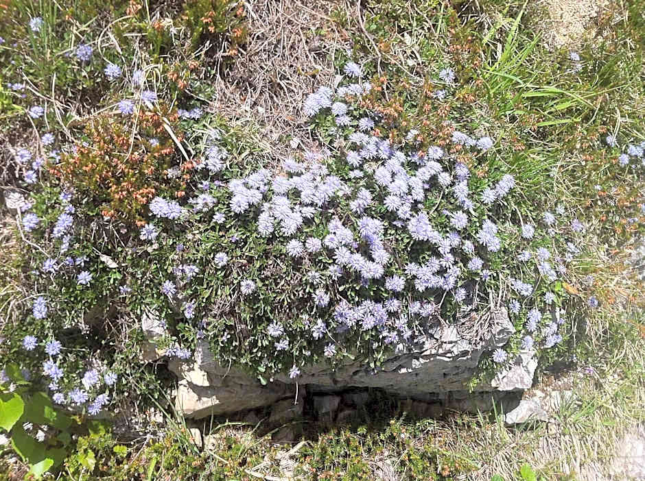 Bäckeralm© - B&B 16 +